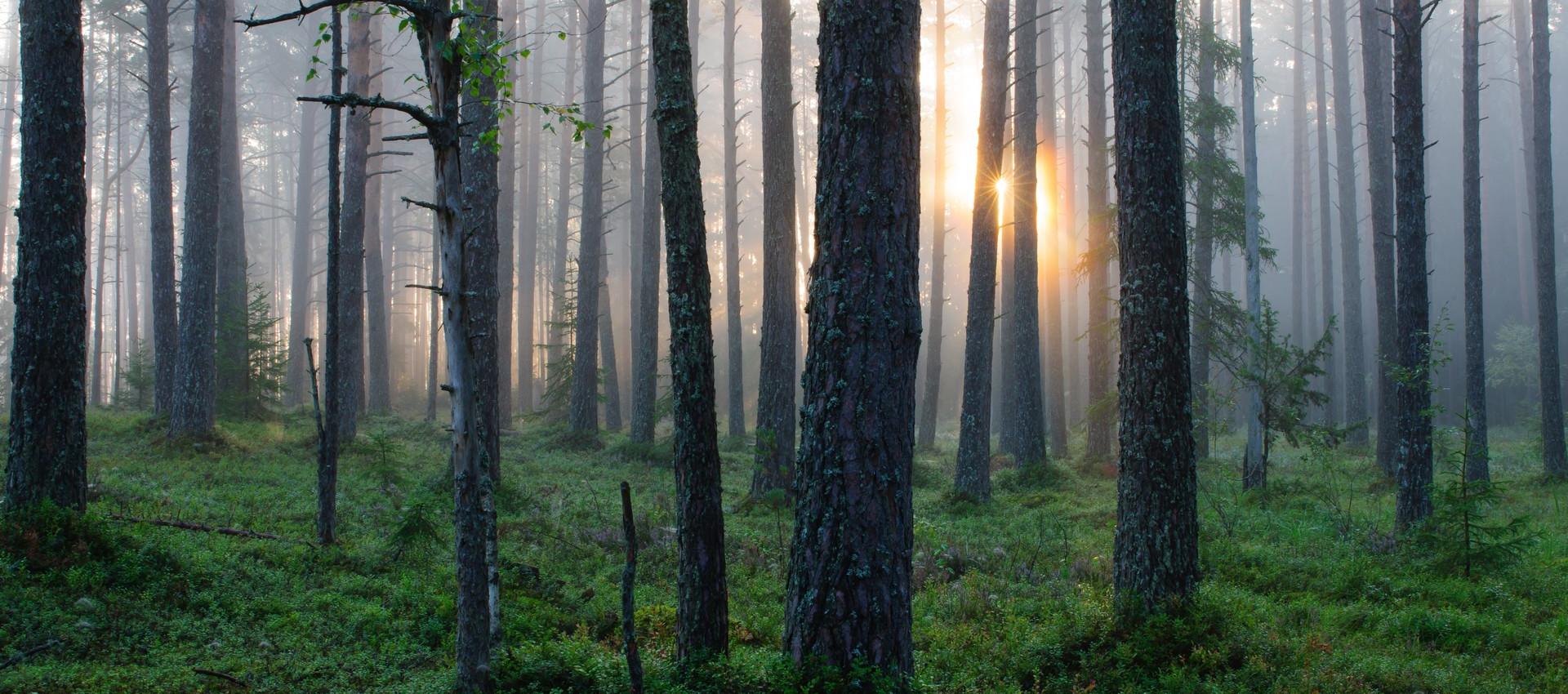 Slováci si kupujú stromy aby ochránili les. Jeden stojí 50€! - ioty.sk 